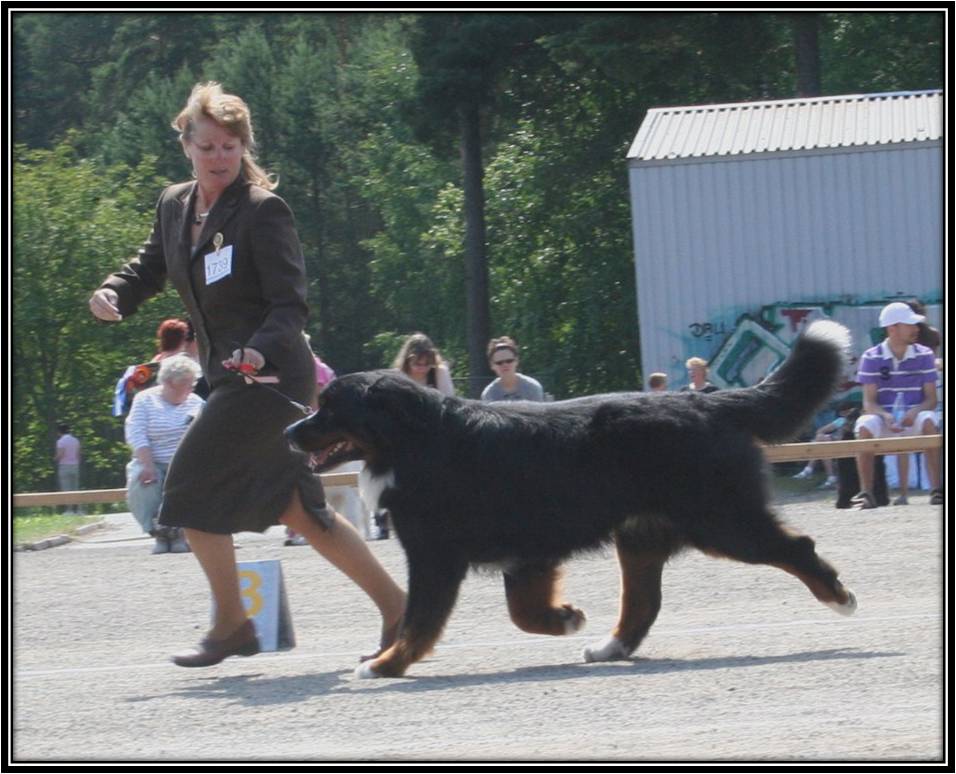 Dragongrdens Kennel